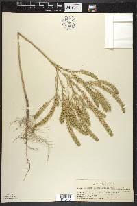 Lepidium densiflorum image