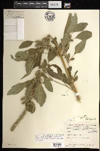 Amaranthus powellii image