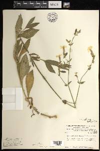 Silene latifolia image