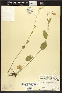 Cardamine bulbosa image