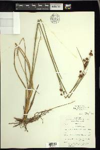 Cladium mariscoides image