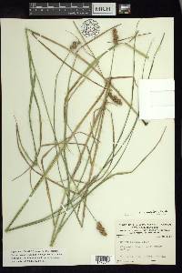 Carex cristatella image