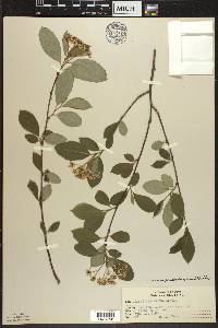 Aronia × prunifolia image