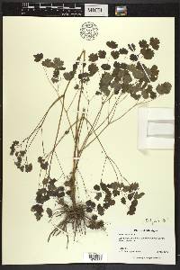 Thalictrum dioicum image