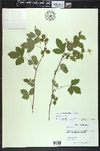 Rubus steelei image