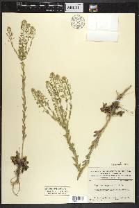 Lepidium campestre image