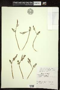 Botrychium matricariifolium image