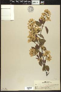 Amelanchier laevis image