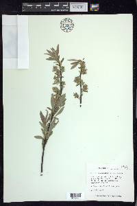 Salix petiolaris image