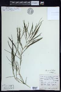 Stuckenia filiformis image