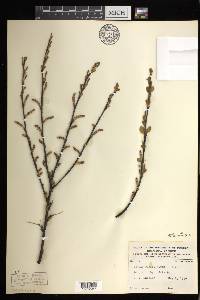 Betula pumila image