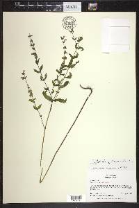 Scutellaria galericulata image