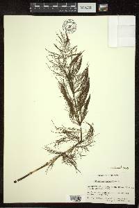 Equisetum sylvaticum image