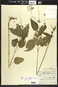 Circaea canadensis image