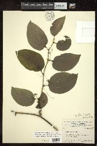 Smilax tamnoides image