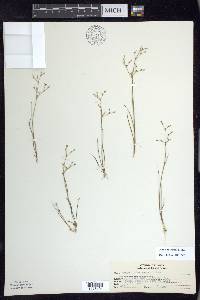 Juncus pelocarpus image