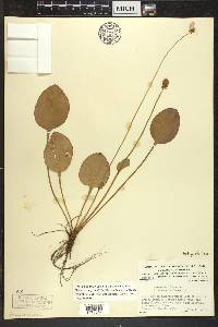 Parnassia glauca image