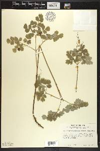 Thalictrum venulosum image