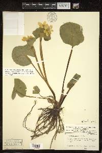 Caltha palustris image