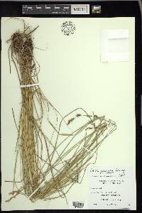 Carex prairea image