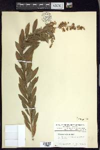 Spiraea alba image