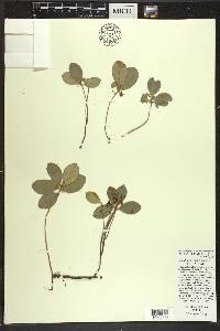 Gaultheria procumbens image