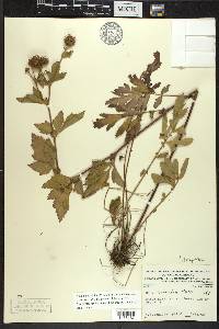 Geum laciniatum image