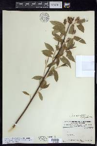 Salix serissima image