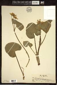 Caltha palustris image