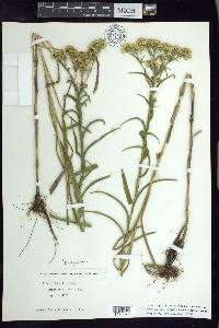 Solidago riddellii image