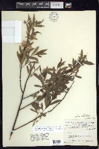 Salix petiolaris image