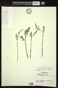 Botrychium matricariifolium image