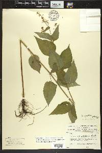 Circaea canadensis image