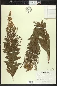 Spiraea alba image