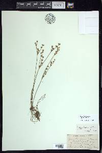 Juncus brevicaudatus image