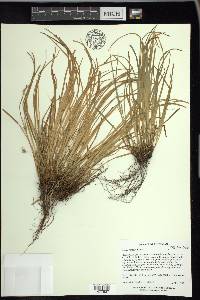 Carex jamesii image