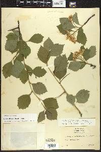 Crataegus succulenta image