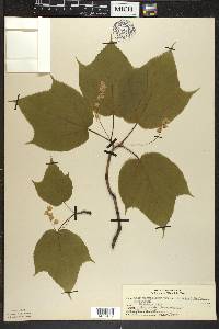 Acer pensylvanicum image