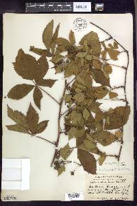 Rubus flagellaris image