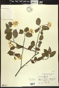 Amelanchier laevis image