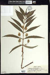 Lysimachia thyrsiflora image