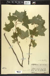 Ribes americanum image