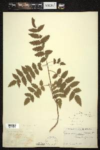 Sorbus decora image