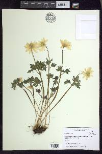 Anemone blanda image