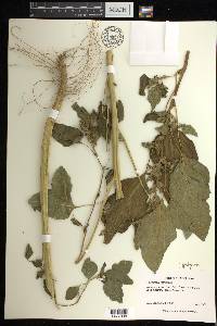 Amaranthus retroflexus image