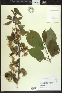 Prunus avium image