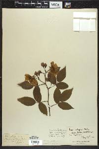 Rosa setigera image