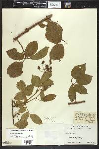 Rubus permixtus image