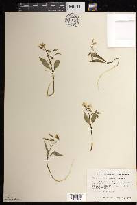 Claytonia caroliniana image