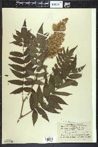 Sorbaria sorbifolia image